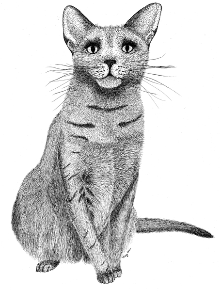 Curious Cat